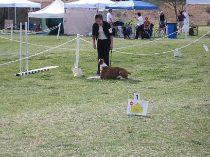 First Rally Obedience Trial