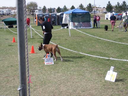 First Rally Obedience Trial