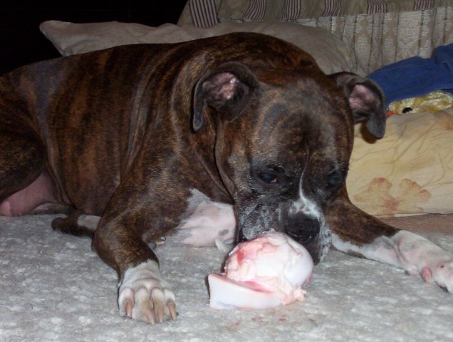 First Raw Bone