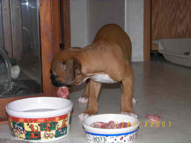 First raw meal