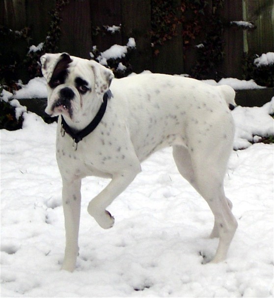 First snow fall