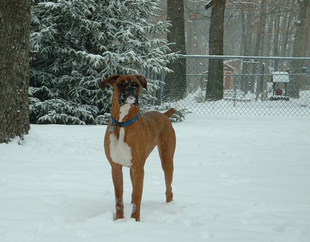 First Snow