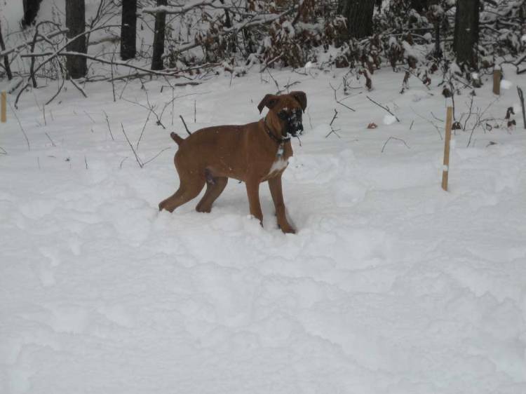 First Snow