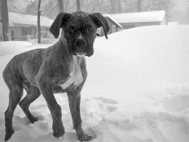 First Snowfall