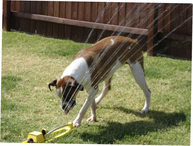 First sprinkler experience