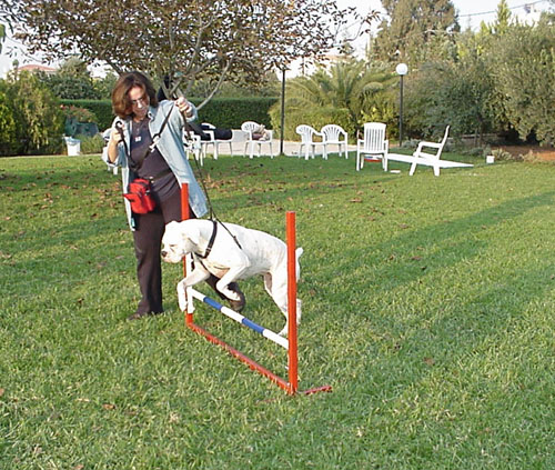 First time at agility class