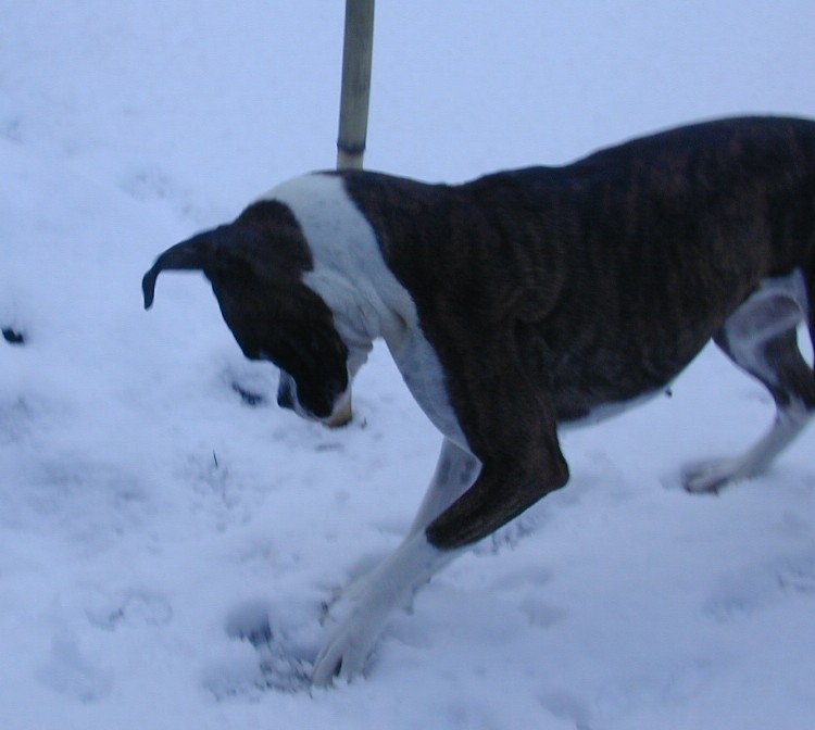 first time seeing snow( since last winter)