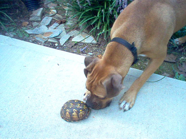 First time seeing turtle