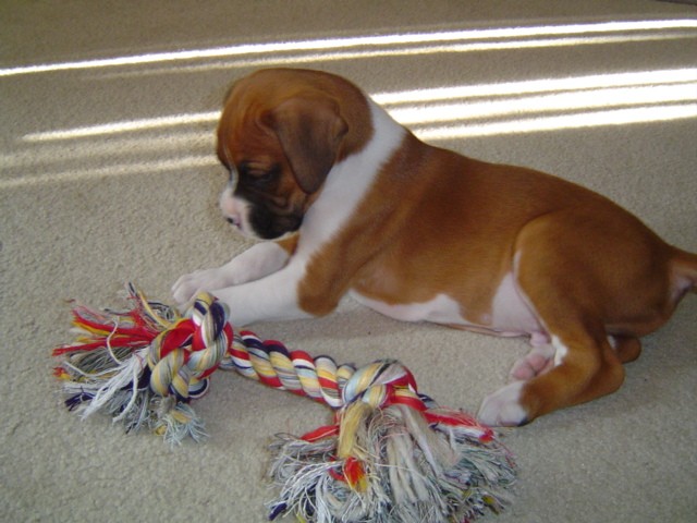 First tug rope