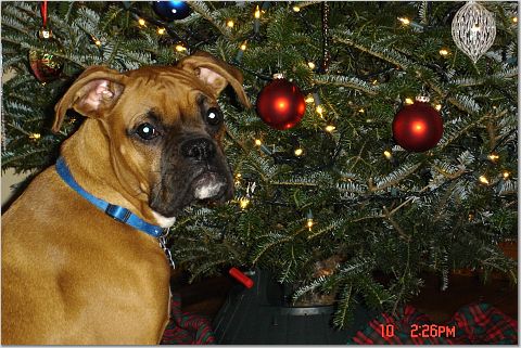 first xmas tree