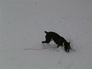 First_Snow_