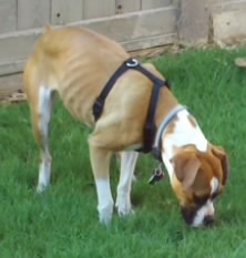 first_time_in_her_new_backyard