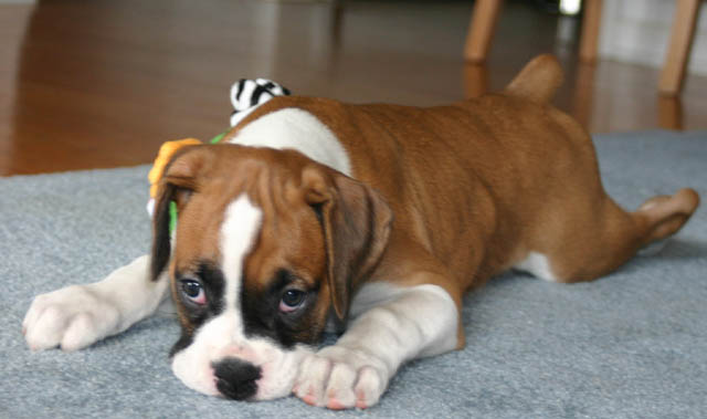 firstdayhome5