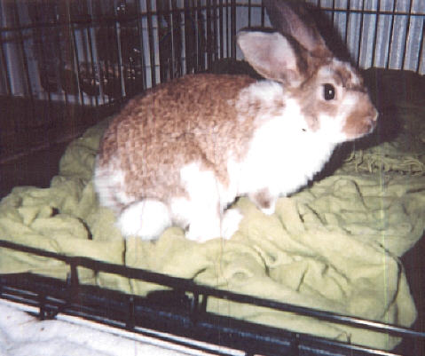 flashy brindle bunny!