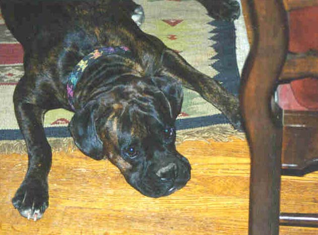 flat dog!