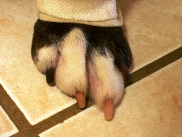 Flat Toes (Front)