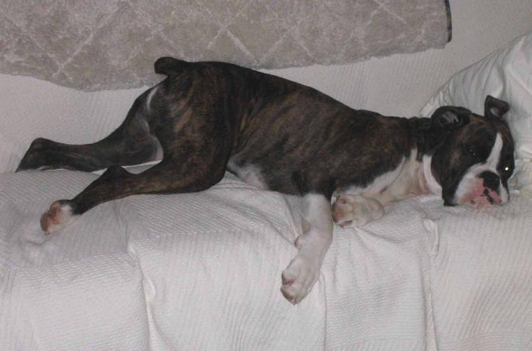 FLat_out_pooped_2