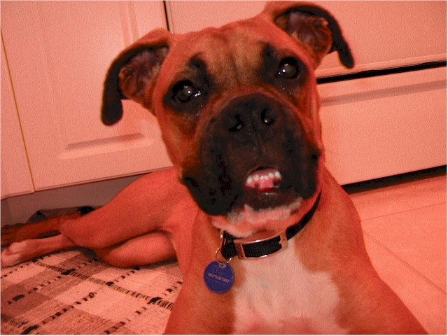 Flea1