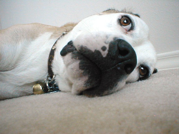 Flea's eye view.