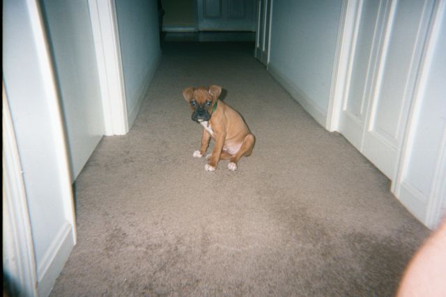Flint Puppy