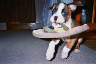 Flip Flop Zebedee!