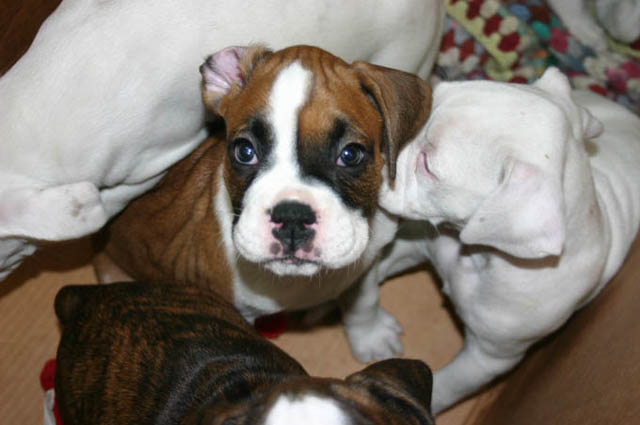 flipped up ear