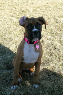 Floppy ear