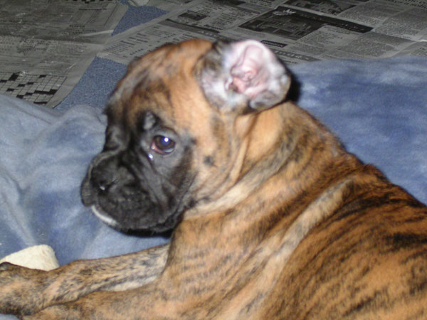 floppy ears