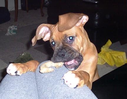 Floppy ears