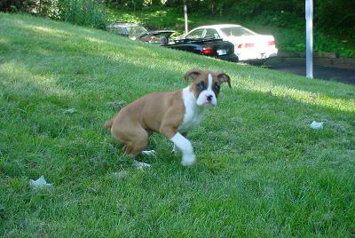 floppy ears