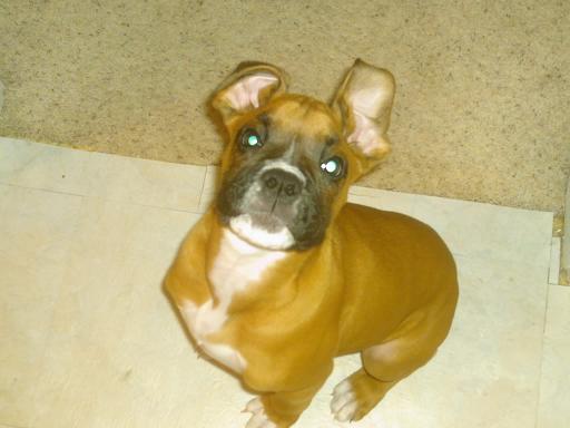 Floppy ears