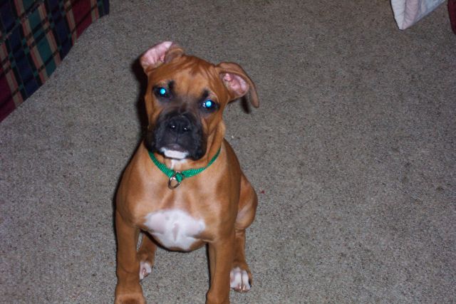 floppy_ear