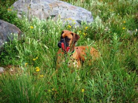 Flower Child