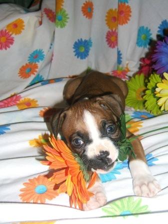 Flower Dog