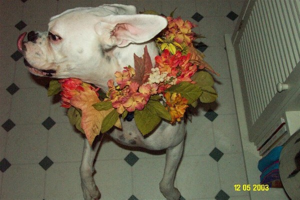 Flower Girl