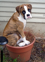 flowerpot