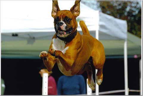 Flying Boxer
