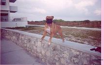 flying boxer