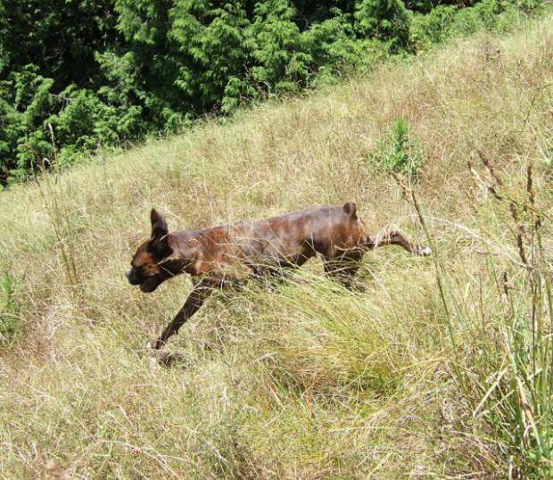 Flying down the hill... again