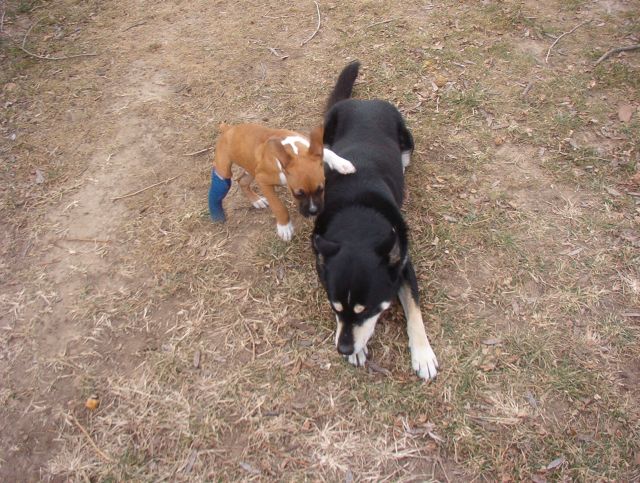 Flying ear dog attack