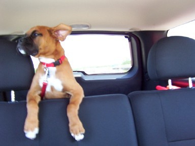 Flying Ears