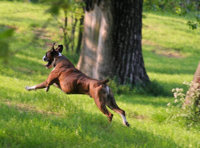 Flying Henri