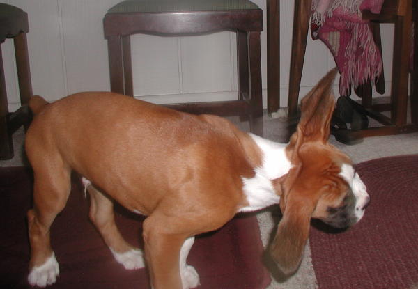 Flying my airplane with my floppy ears!