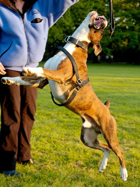 Flying