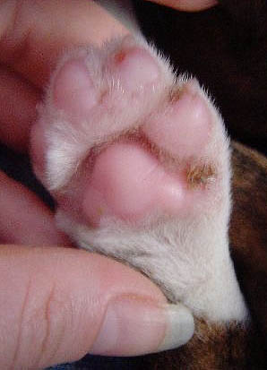 Foot Pad