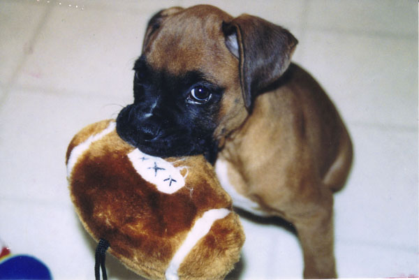 Football doog