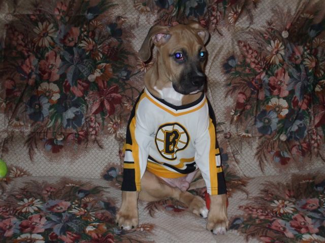 For all Bruins fans