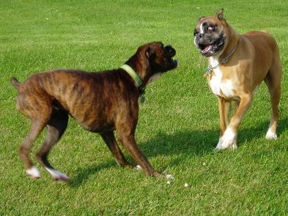 Foreman and Harley