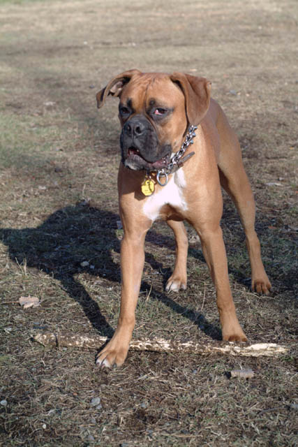 Foreman and his stick