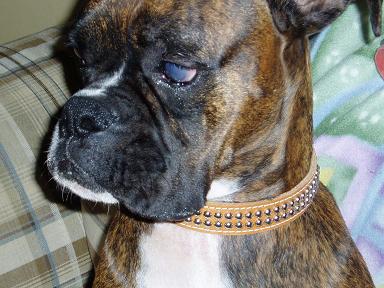 Foremans new leather collar